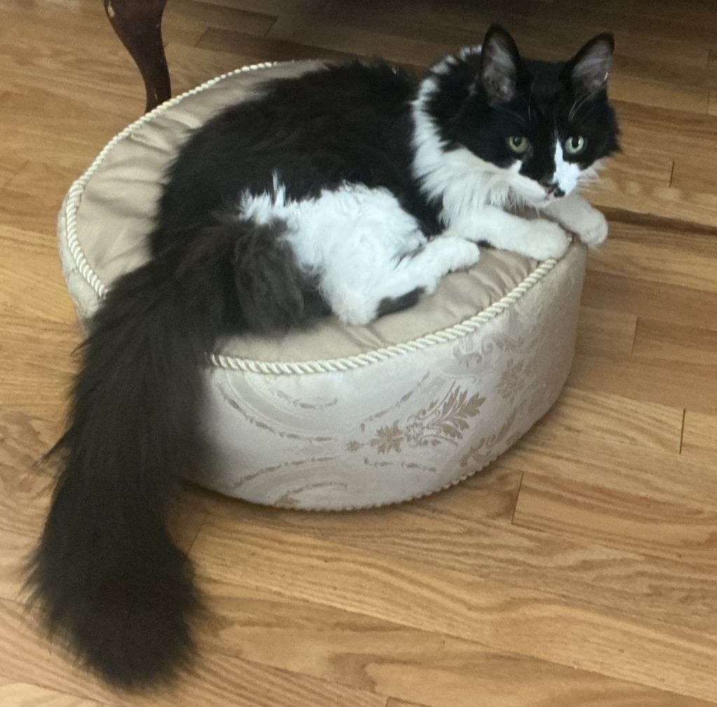 A picture of a black and white longhaired cat, sitting on a white and beige ottoman.